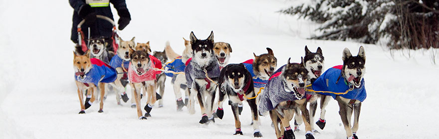 BEARGREASE SLED DOG MARATHON