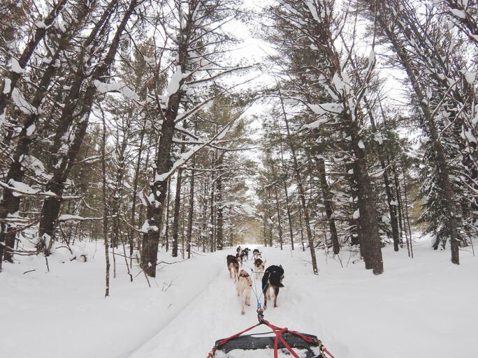 Dog Sledding Adventures for all Ages