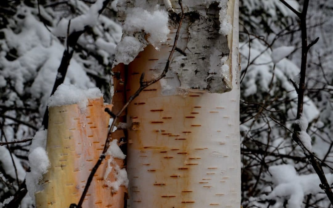 Paper Birch – A Nature Study